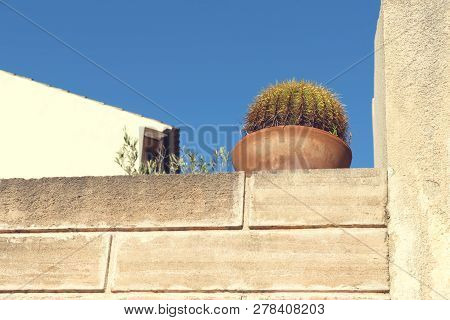 Cactus On A Roof Terrace In Capdepera Majorca, Spain. Selective Focus