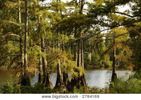 Cypress Swamp Ii