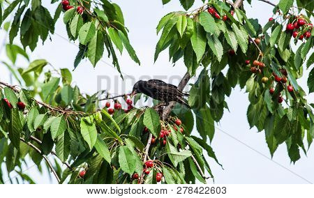 The Starlings Eat The Harvest Of Sweet Cherry. Agricultural Pest.