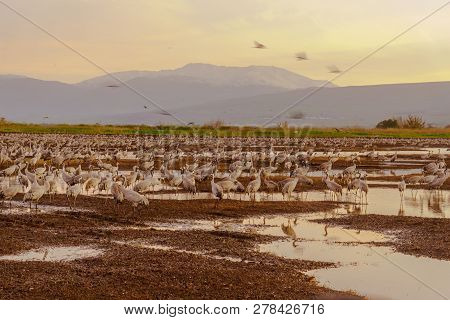 Common Crane Birds In Agamon Hula Bird Refuge, At Sunrise, Hula Valley, Israel