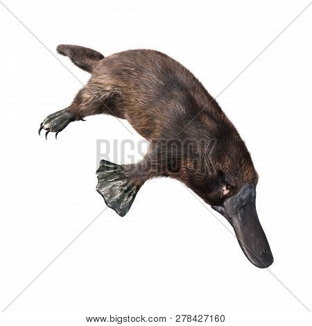 3D Rendering Platypus On White
