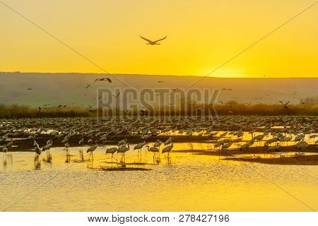 Common Crane Birds In Agamon Hula Bird Refuge, At Sunrise, Hula Valley, Israel