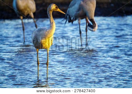 Common Crane Birds In The Agamon Hula Bird Refuge, Hula Valley, Northern Israel