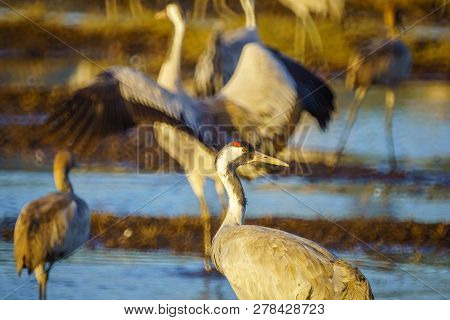 Common Crane Birds In The Agamon Hula Bird Refuge, Hula Valley, Northern Israel