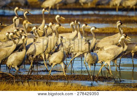 Common Crane Birds In The Agamon Hula Bird Refuge, Hula Valley, Northern Israel