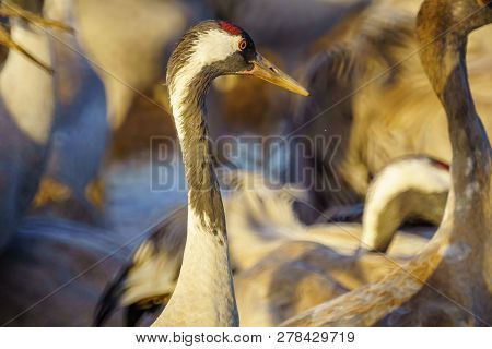 Common Crane Birds In The Agamon Hula Bird Refuge, Hula Valley, Northern Israel