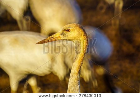 Common Crane Birds In The Agamon Hula Bird Refuge, Hula Valley, Northern Israel