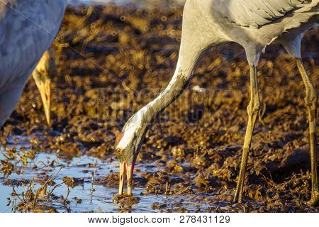 Common Crane Birds In The Agamon Hula Bird Refuge, Hula Valley, Northern Israel