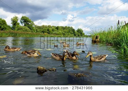 Duck Family On The River.ducks Swim In The River