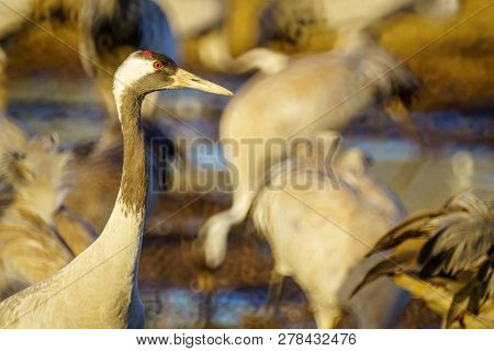 Common Crane Birds In The Agamon Hula Bird Refuge, Hula Valley, Northern Israel