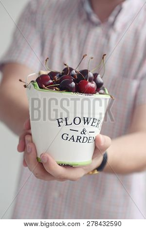 Bucket With Berries, Red Cherry In The Hands Of A Man