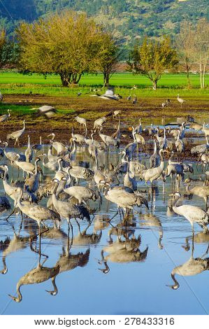 Common Crane Birds In The Agamon Hula Bird Refuge, Hula Valley, Northern Israel