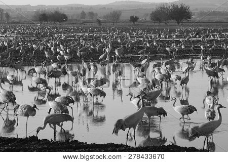 Common Crane Birds In The Agamon Hula Bird Refuge, Hula Valley, Northern Israel