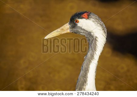 Common Crane Birds In The Agamon Hula Bird Refuge, Hula Valley, Northern Israel