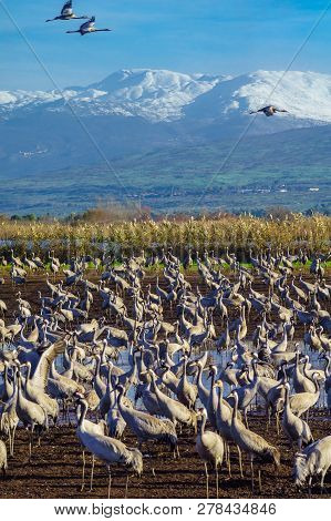 Common Crane Birds In The Agamon Hula Bird Refuge, With Mount Hermon In The Background. Hula Valley,