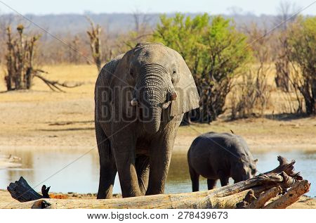 Large African Elephant Drinking From A Waterhole With A Hippopotamus In The Background At Nehimba Wa