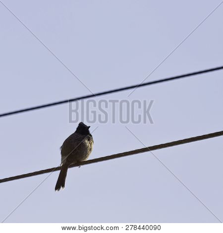 Central Indian Red-vented Bulbul (pycnonotus Cafer Humayuni) - New Delhi, India