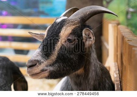 Portrait Of A Goat Close-up In The Aviary