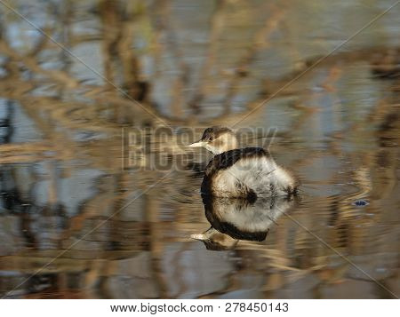 Little Grebe (tachybaptus Ruficollus) On River During Winter