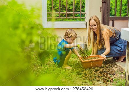 Beautiful Young Woman And Her Cute Son Planting Seedlings In Bed In The Domestic Garden At Summer Da
