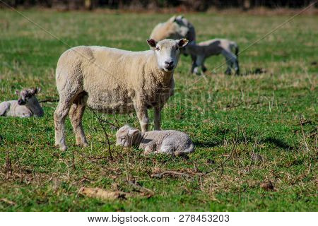 Sheep Family In New Zealand, Ewe And Lamb On Green Field