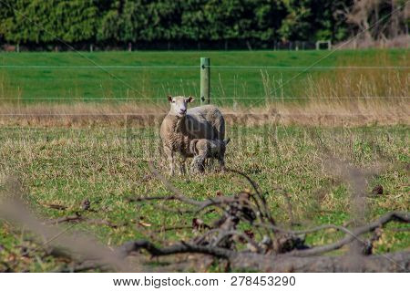 Sheep Family In New Zealand, Ewe And Lamb On Green Field