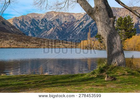 Lake Pearson / Moana Rua Wildlife Refuge, South Island, New Zealand