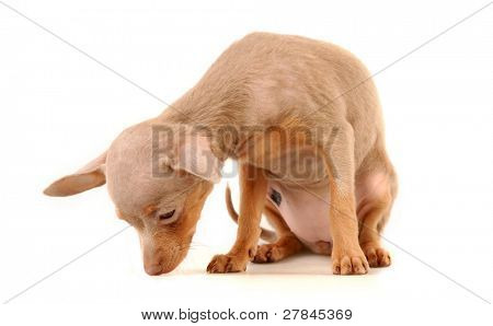 Doggy toi su sfondo bianco