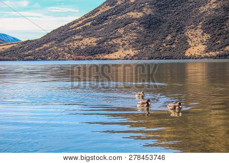 Lake Pearson / Moana Rua Wildlife Refuge, South Island, New Zealand