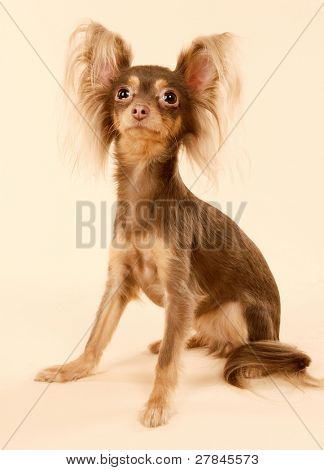 Toi doggy