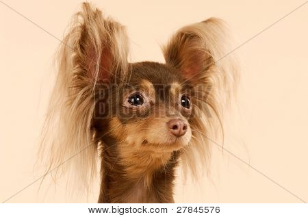 Toi doggy
