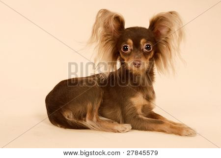 Toi doggy