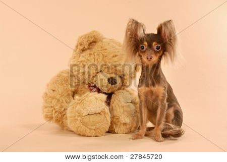 Toi doggy