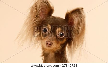Toi doggy