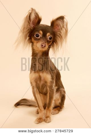Toi doggy