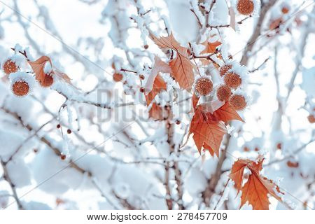 Maple Tree Covered In Snow, Winter Season Detail