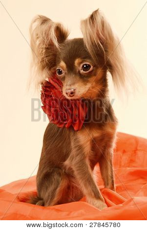 Toi doggy