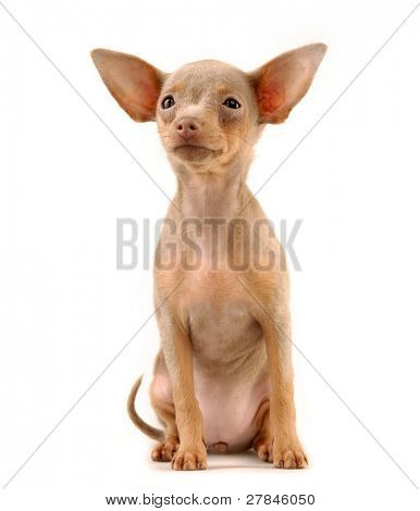 Toi doggy