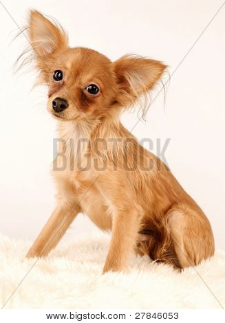 Toi doggy