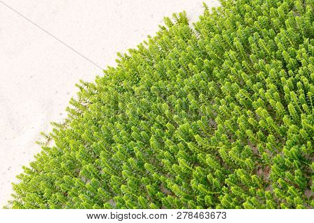 Plant Sea Sandwort ( Latin Name - Honckenya Peploides) Growing In The Sand. Soft Focus, Selective Fo