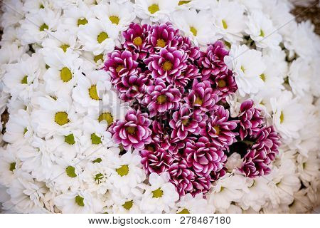 White Chrysanthemum Flower Background.bouquet Of Red-white Chrysanthemums Like Tiny Daisies Floral P