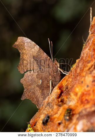 Ventral view of an Eastern Comma butterfly getting nutrients from Persimmon fruit pulp