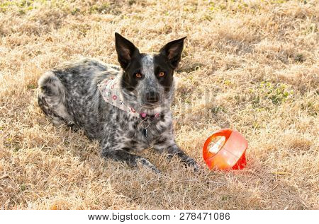 Black and white spotted dog lying in frosty morning grass next to her ball, waiting for you to come and play with her