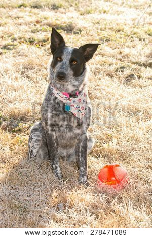 Black and white Texas Heeler dog sitting in frosty morning grass in winter sun next to her ball, begging you to play with a tilted head