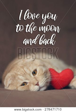 I Love You To The Moon And Back Card. Cute Scottishfold Cat With Red Heart