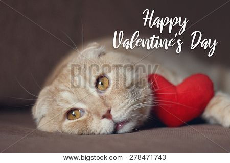 Happy Valentines Day Card. Cute Scottishfold Cat With Red Heart