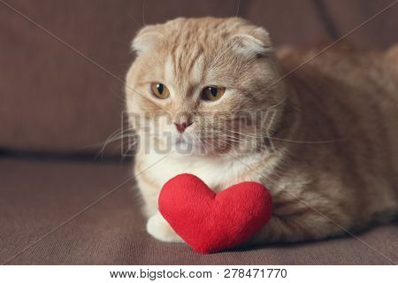 Red Scottishfold Cat And Plush Red Heart
