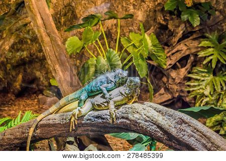 Two Funny Iguanas Laying On Top Of Each Other, Dominant Animal Behavior, Popular Pets In Herpetocult
