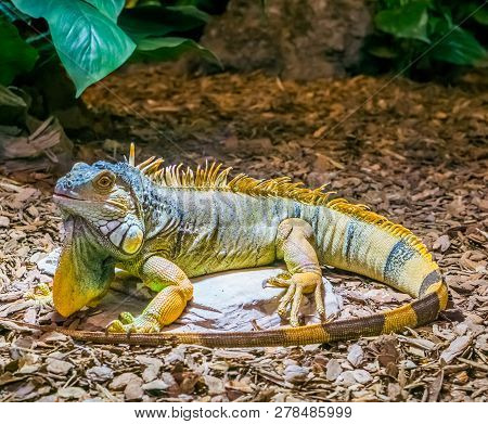 Colorful Iguana With Banded Tail And A Beard, Yellow Brown Orange Colors, Popular Tropical Pet From 
