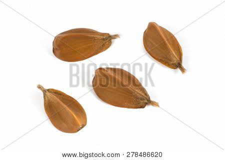 Beechnuts Group Isolated On A White Background